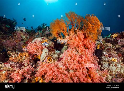 Colored Coral Reef Ambon Moluccas Indonesia Stock Photo Alamy