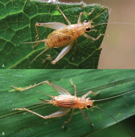 Two New Species Of Cricket Genus Anaxiphomorpha Gorochov 1987