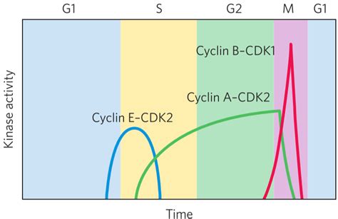 26 Cell Cycle Greek Doctor