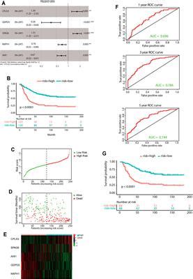 Frontiers Identification Of A Five Gene Signature Derived From MYCN