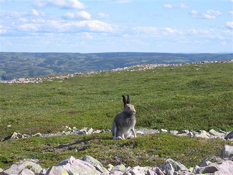 Arctic Hare - Lepus arcticus - NatureWorks