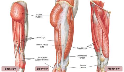 The Muscles Surrounding Knee