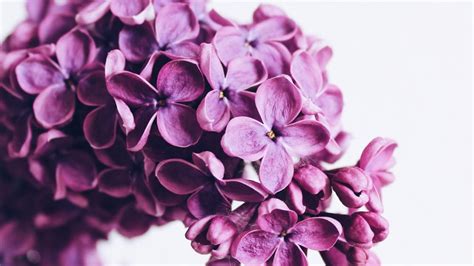 A dive into the definition of Lilac Flower and its Significance