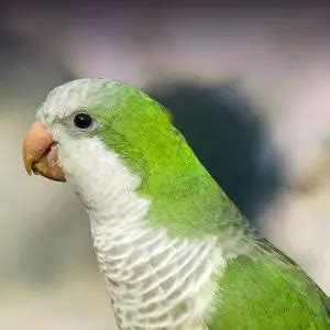 Quaker Parrot Lifespan Food Care Guide Cuteparrot