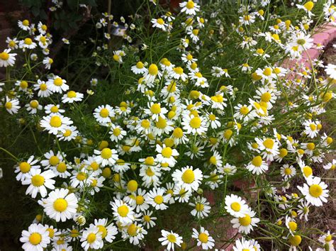Chamomile | Growing plants, Beautiful gardens, Plants