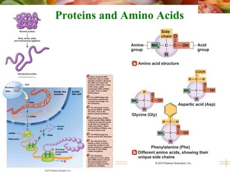 Proteins Structure Synthesis And Functions Ppt