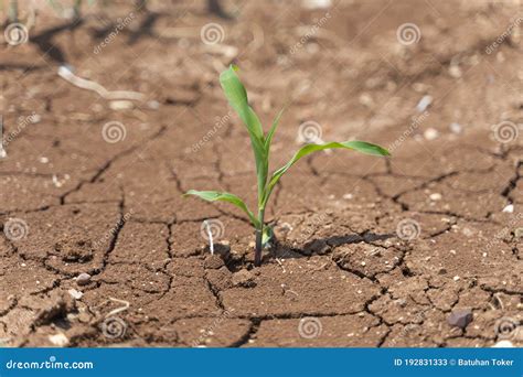 Corn Crops Suffer As Drought Continues Corn Field With Very Dry Soil