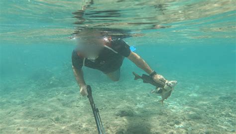 Le Scandale Du Braconnage Continue Dans Le Lagon De Saint Pierre