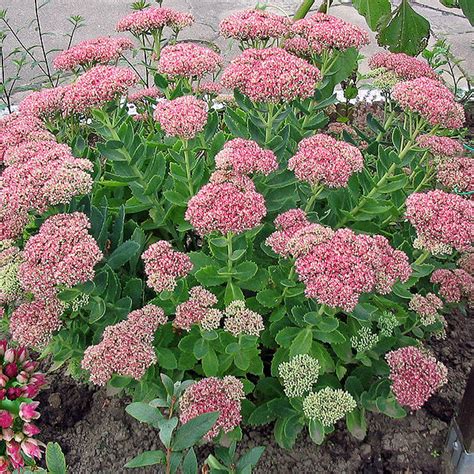 Sedum spectabile 'Brilliant' – The Little Green Plant Factory