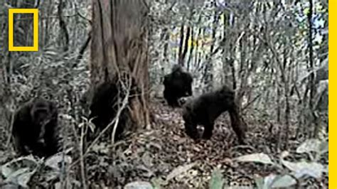 Rare Video of Cross River Gorillas in Cameroon - Cross River Gorilla