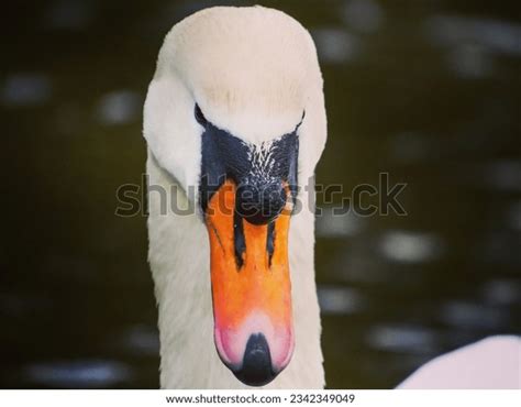 2,523 Swan Face Close Up Images, Stock Photos, 3D objects, & Vectors ...