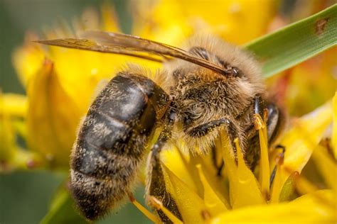 Zadarmo foto: Bee, Med, Makro Fotografie, Makro - Obrázok zadarmo na ...