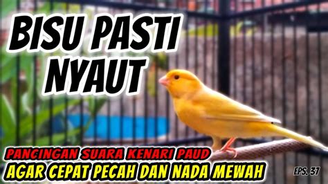 TERAPI PANCINGAN SUARA KENARI PAUD BAHAN PALING AMPUH BIKIN GACOR