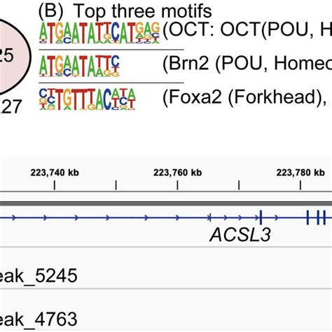 Global Analysis Of Octamer Transcription Factor Oct Binding In