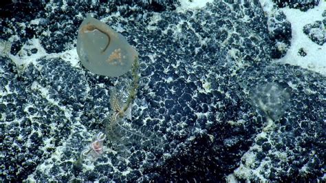 Sampling a Predatory Tunicate | Nautilus Live - YouTube