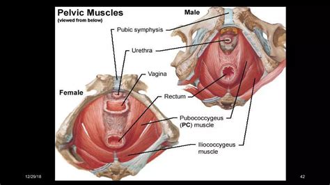 Perineal Pouches Urogenital Diaphragm PPT