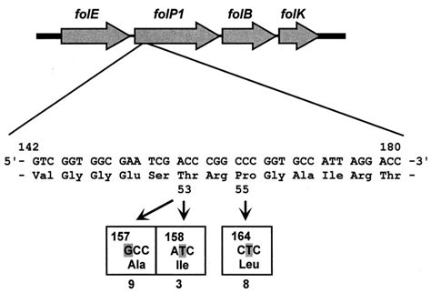 DNA Sequence Of The RpoB Gene From Clinical Isolates Of M Leprae The