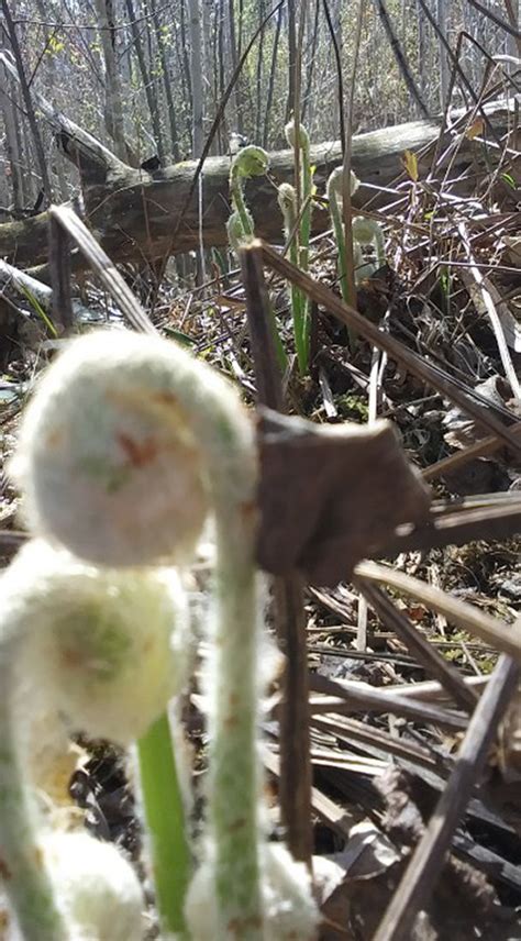 Minnesota Seasons Interrupted Fern