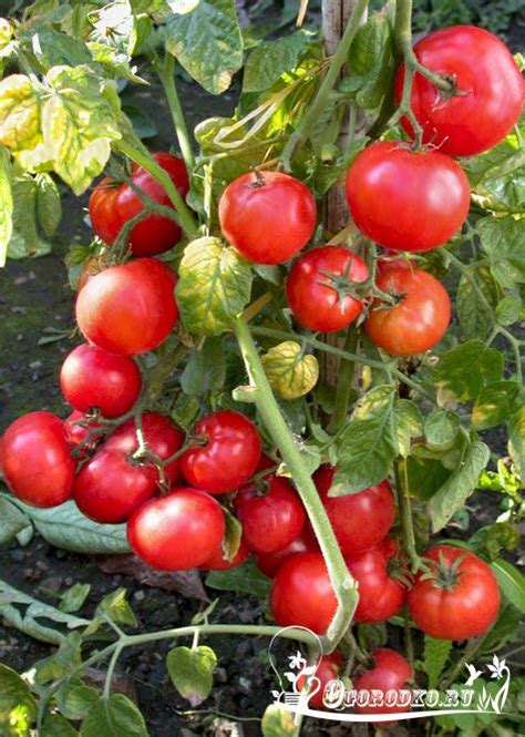 сорт помидор Беталюкс - характеристика, описание | Growing tomatoes ...