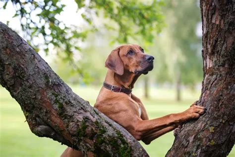 Are Cicadas a Safe Snack for Pets?