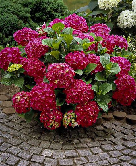 Red Sensation Hydrangeas For Sale Online | The Tree Center