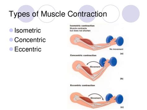 Muscle Exercises: Eccentric Muscle Exercises