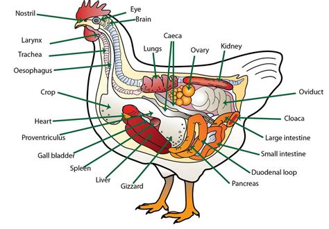 Diagram Of Chicken Anatomy Quizlet