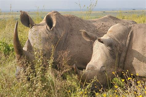 Nairobi Nationalpark Halbtagestour Zur Verf Gung Gestellt Von Pumba