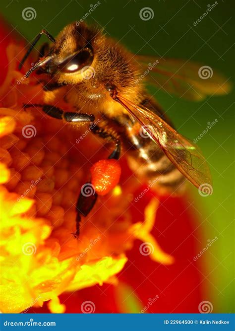bee and flower 10