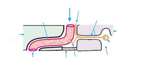 Foramen Lacerum Diagram Quizlet