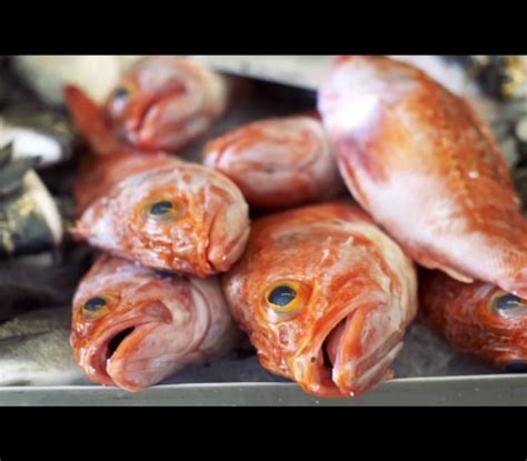 O melhor peixe do mundo vem de Portugal Este vídeo diz porquê Peixes