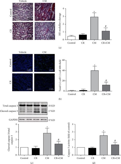 Caspase 3 Assay Colorimetric Kits Beyotime Bioz