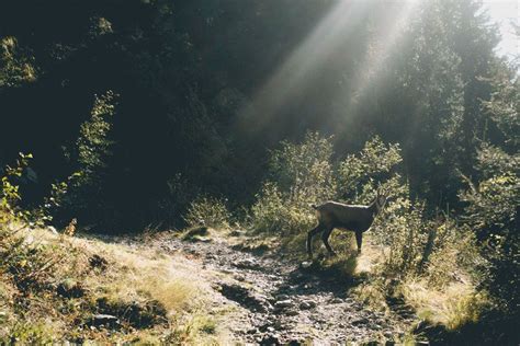 The Ultimate Day Hiking Guide in the French Alps