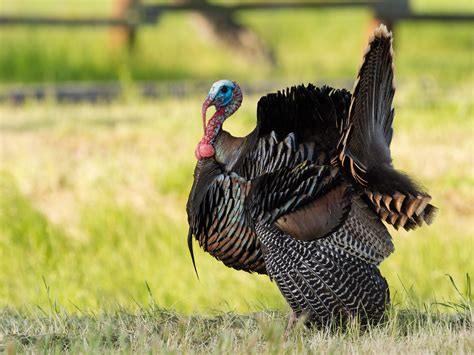 Definitive Guide To Wild Turkey Facts, Habitat, Conservation Status ...