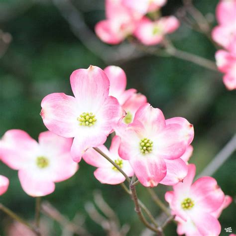 Dogwood 'Stellar Pink' — Green Acres Nursery & Supply