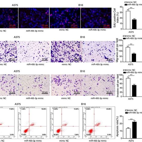 Mir P Overexpression Inhibited Melanoma Cell Viability A Edu