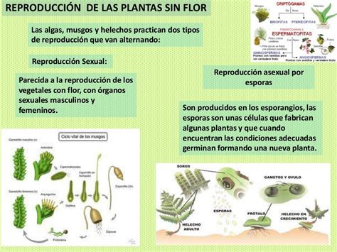 Reproduccion Vegetal