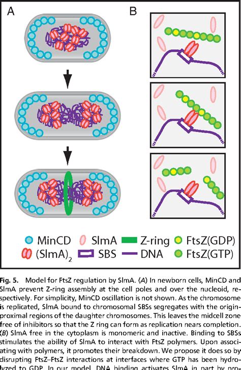 Figure 3 from Nucleoid occlusion factor SlmA is a DNA-activated FtsZ ...