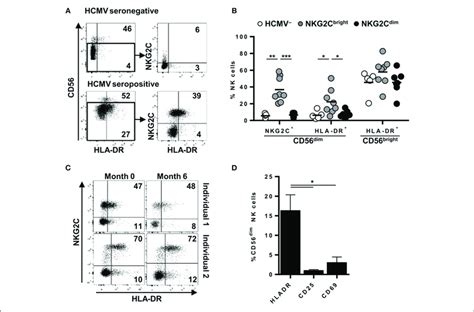 Surface Expression Of HLA DR Is Stably Detected In Variable