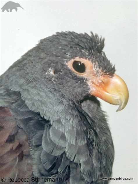 Tooth-billed Pigeon | Didunculus strigirostris