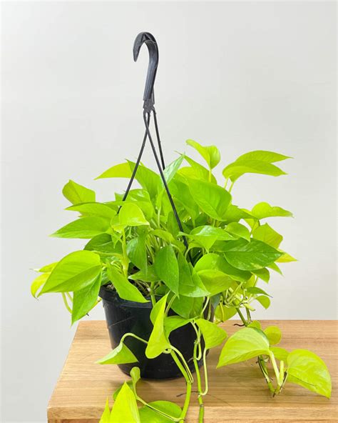 Neon Pothos Plantvine