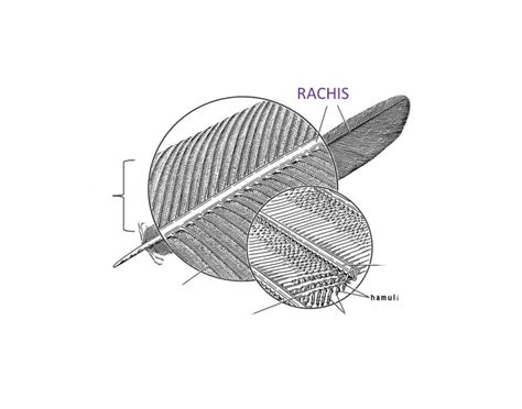 Bird feather diagram Quiz