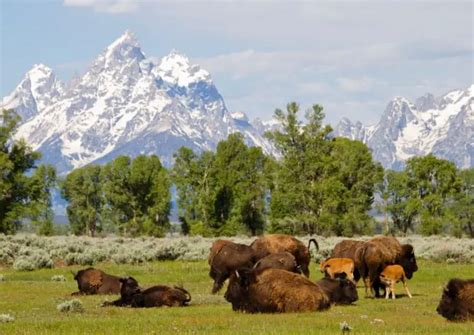 Grand Teton National Park Vs Yellowstone Which To Visit