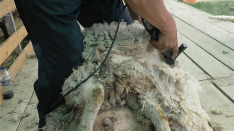 Men Shearer Shearing Sheep at Agricultural Show in Competition ...