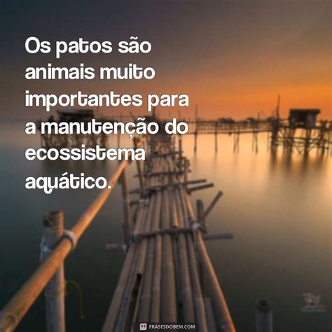 Frase Com A Palavra Pato - Descubra as melhores frases de patos e se encante com essas aves ...