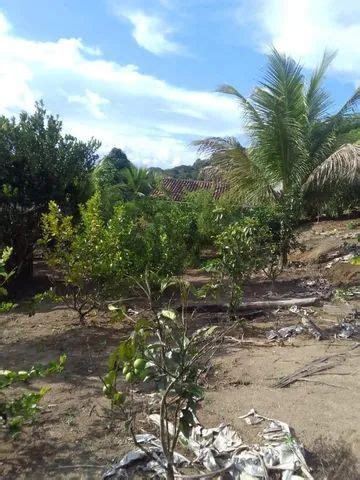 Sítio Chácara para Venda em Maragogi Zona Rural Terrenos sítios e