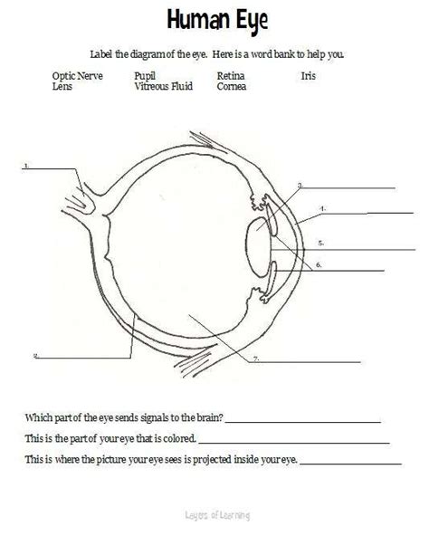 Blank Diagram Of An Eye