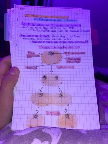 Biologie Cellulaire Bact Rie Flashcards Quizlet