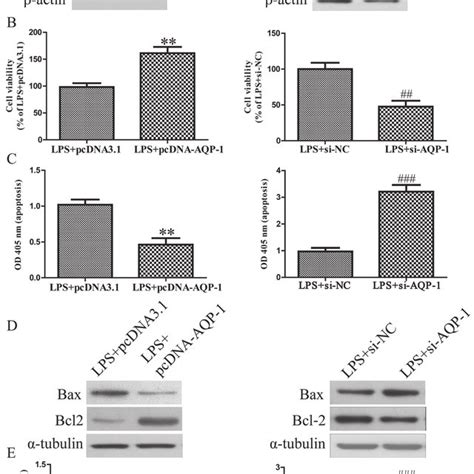 Lps Induced Damage In Hk Cells Hk Cells Were Treated With A