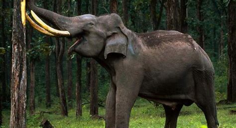 Asian Elephant Naturerules1 Wiki Fandom